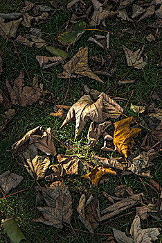 死,悬铃木,枫树,叶子,躺着,地面,开端,秋季