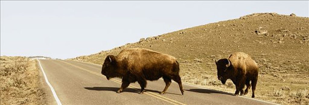 两个,美洲,野牛,穿过,道路,黄石国家公园,怀俄明,美国
