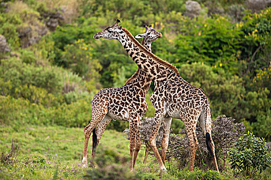 两个,长颈鹿,晃动,颈部,坦桑尼亚,非洲