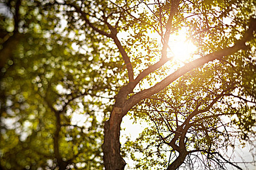 夏天,树,自然光,聚焦,镜头