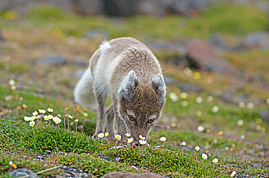 挪威,斯瓦尔巴群岛,斯匹次卑尔根岛,北极狐,苔原,盛开,野花