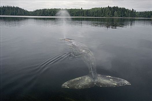 灰鲸,喷涌,格里夸湾,温哥华岛,不列颠哥伦比亚省,加拿大
