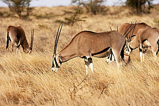 长角羚羊,群,站立,干草,大草原,马赛马拉,公园,肯尼亚