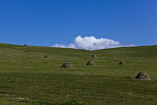 额尔古纳河,恩河,哈马尔河林地