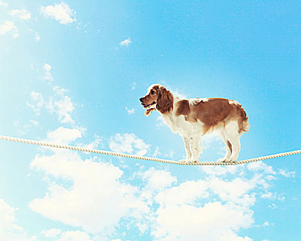 狗,平衡性,绳索