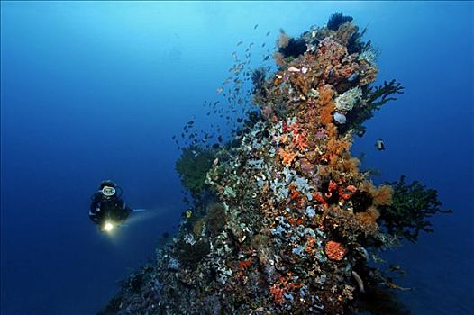 潜水,手电筒,看,高耸,怪诞,礁石,小,鱼,冈加,岛屿,螃蟹船,北苏拉威西省,印度尼西亚,摩鹿加群岛,海洋,太平洋,亚洲