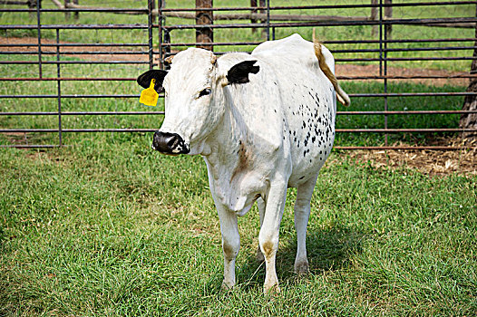 母牛,牛,农场,南非