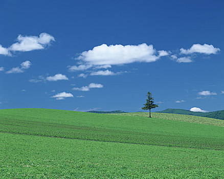 一棵树,初夏,天空