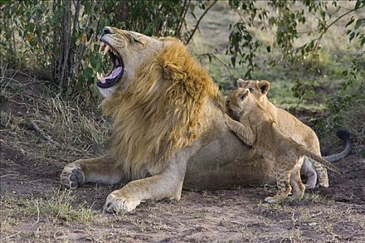 非洲狮,狮子,7-8岁,星期,老,成年,雄性,脆弱,马赛马拉国家保护区,肯尼亚