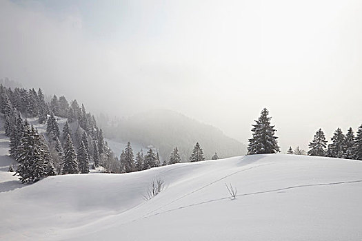 俯视图,积雪,树,雾气,巴伐利亚,德国