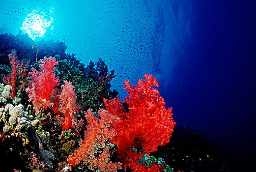 红色,软珊瑚,礁石,西奈,红海,埃及