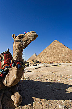 骆驼,正面,基奥普斯,大金字塔,卡夫拉