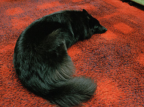 睡觉,红色,地毯