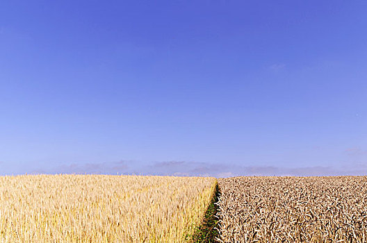 麦田,不同,培育品种,蓝天