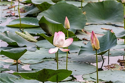 粉色,莲花