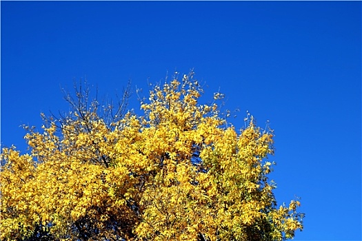 黄色,秋天,树