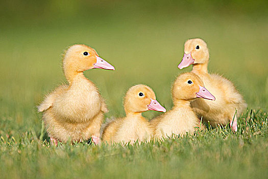 三个,小鸭子,草地