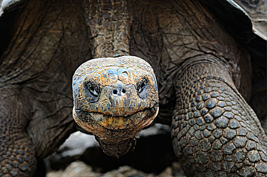 加拉帕戈斯巨龟,加拉帕戈斯象龟,成年,研究中心,加拉帕戈斯群岛,厄瓜多尔,南美