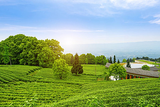 高山生态茶园