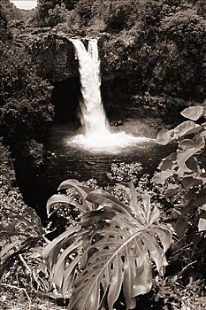 夏威夷,夏威夷大岛,彩虹瀑布,州立公园,植物,叶子,前景,黑白照片