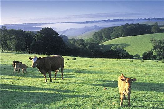 母牛,萨默塞特,英格兰