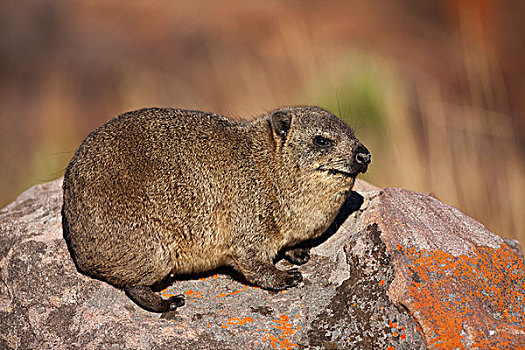 石头,蹄兔,国家公园,林波波河,南非