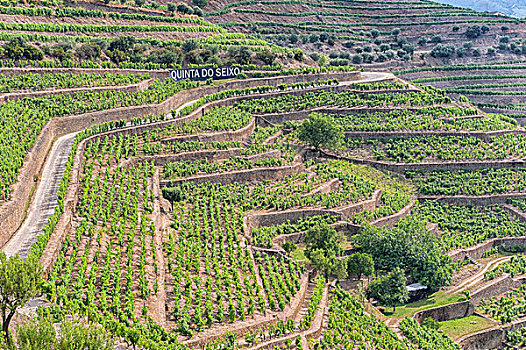 葡萄酒厂,葡萄园,不动产,欧洲,葡萄牙