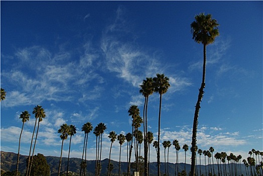 棕榈树,圣芭芭拉,加利福尼亚