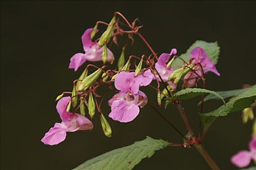 喜马拉雅山,凤仙花属植物