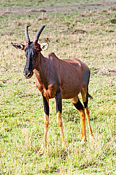 转角牛羚,马赛马拉国家保护区,肯尼亚