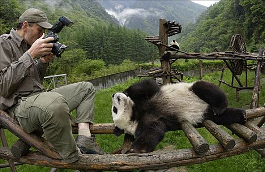大熊猫,中国,研究中心,卧龙自然保护区