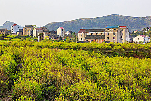 山村,茶园