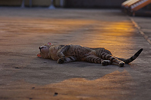 夕阳下的猫