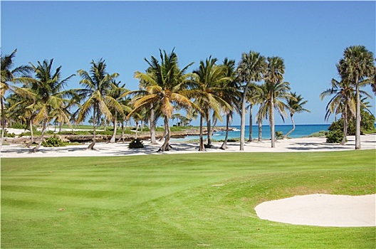 高尔夫球杆,棕榈树,花园