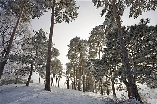 霜冻,松树,下奥地利州,奥地利,欧洲