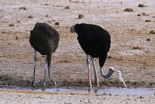 纳米比亚,埃托沙国家公园,鸵鸟,喝,水潭