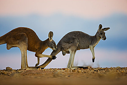 红袋鼠,嗅,女性,国家公园,新南威尔士,澳大利亚