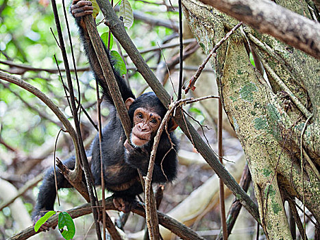 黑猩猩,类人猿,幼兽,树上,坦桑尼亚