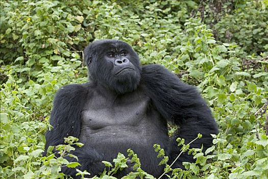 山地大猩猩,大猩猩,大,银背大猩猩,坐,粗厚,植被,濒危,国家,卢旺达