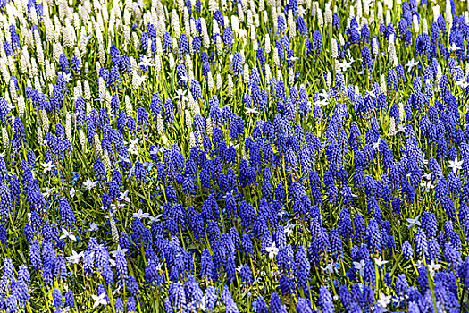 蓝色,白色,麝香兰,春天,库肯霍夫花园,荷兰南部,荷兰