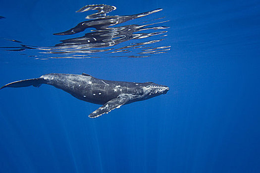 夏威夷,毛伊岛,驼背鲸,大翅鲸属,鲸鱼,水下