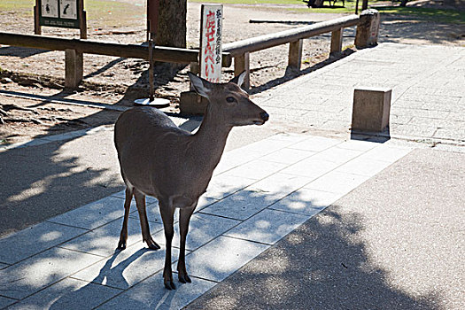 鹿,奈良,公园,日本