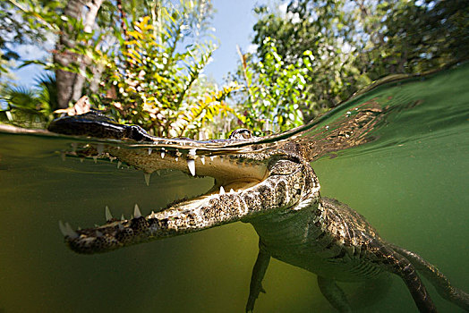 鳄鱼,鳄属,坎昆,尤卡坦半岛,墨西哥