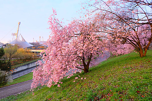 munich慕尼黑olympia,park