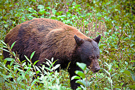 美洲黑熊,走,矮树丛,斯加格韦,阿拉斯加,美国