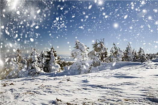 冬季风景,雪,冷杉