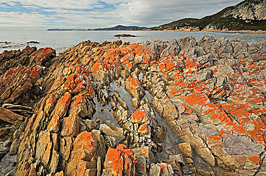红色,苔藓,岩石上,岩石,岬角,国家公园,塔斯马尼亚,澳大利亚