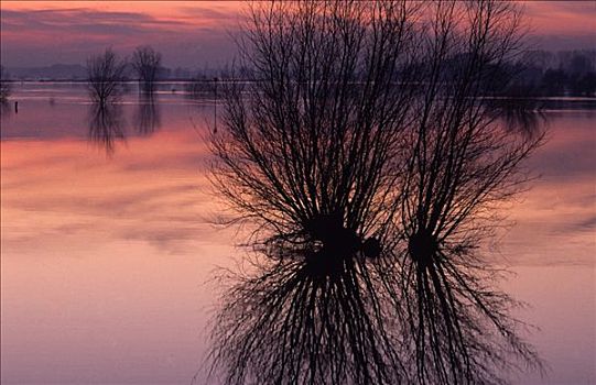 树,反射,水,日落,荷兰