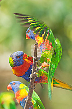 彩虹鹦鹉,布里斯班,昆士兰,澳大利亚