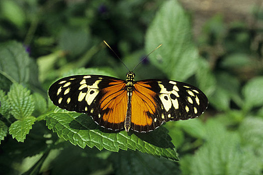 加拿大,安大略省,尼亚加拉瀑布,虎斑蝶,蝴蝶